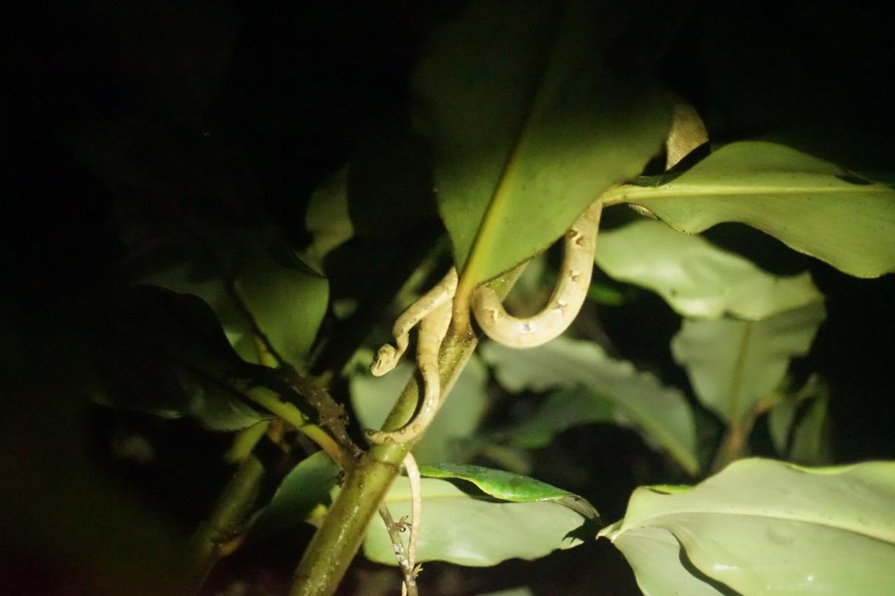 Shipati LodgePuerto Misahuallí エクステリア 写真